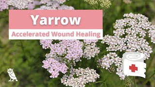 The Health Benefits of Yarrow  Medicinal Plants for Modern Life  Ep 2 [upl. by Salema]