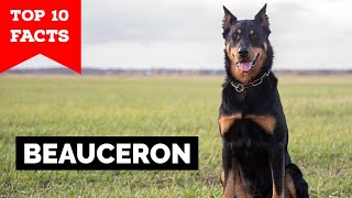 Beauceron  Top 10 Facts [upl. by Carolynne]