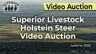 Superior Livestock Holstein Steer Auction [upl. by Llewej793]