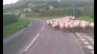 Welsh Sheepdogs moving sheep quickly across the main road [upl. by Martynne]