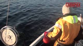 Lobster fishing of the west coast of Sweden [upl. by Yunick49]