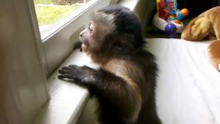 Jorge the Capuchin Monkey Loves His Uncle Mickey 41812 [upl. by Kanter]