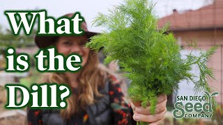 How to Grow DILL from Seed amp When to Harvest  Why we LOVE this herb amp the BEST WAY to PRESERVE it [upl. by Chapa]