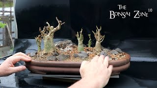 Repotting My Aloe Bonsai Part 1A The Bonsai Zone May 2023 [upl. by Padraig]