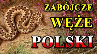 Każdy Polski Wąż Może Zabić 🐍 [upl. by Karl]