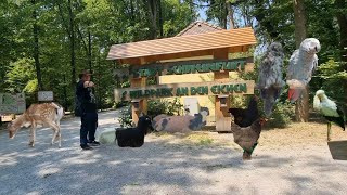 Stadt Schweinfurt Wildpark an den Eichen der kostenlos ist Eintritt frei unterwegs mit Justus König [upl. by Heyra]