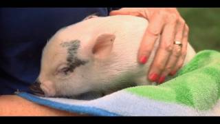 How to Take Care of a Teacup Pig  Small Pets [upl. by Avlis]