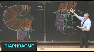 Anatomie du diaphragme Parois de labdomen 8 [upl. by Anika]