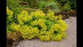 Planting Ladys Mantle Alchemilla Mollis in the Cutting Garden  Ep 73 [upl. by Yraht]