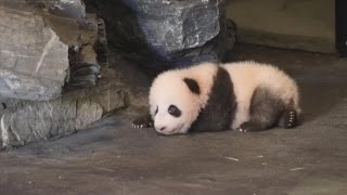 CUIDAR de ADORABLES BEBÉS Panda Es complicado  National Geographic en Español [upl. by Noorah]