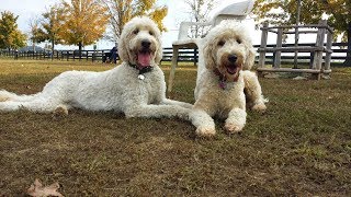 Goldendoodles  Lifes an Adventure Video Compilation [upl. by Garv]