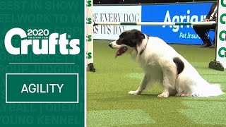 Agility – Crufts Team Large Final  Part 2  ​Crufts 2020 [upl. by Ahsyak]