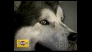 Alaskan Malamute  il documentario [upl. by Nodnar]