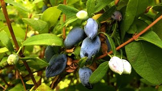 Comparing Honeyberry Varieties w Tasting [upl. by Millar]