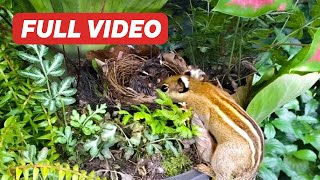 Yellowvented Bulbul Nestling Full Compilation – From Hatchlings to Fledglings Bird Watching [upl. by Gnilrad]