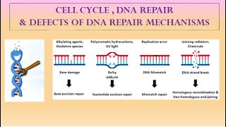 DNA REPAIR MECHANISMS [upl. by Leiva]