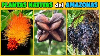 PLANTAS del AMAZONAS muy INTERESANTES y EXÓTICAS [upl. by Chung896]