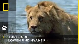 TODFEINDE  Löwen und Hyänen  National Geographic [upl. by Conyers]