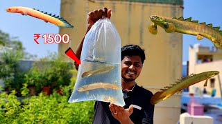 என்னடா இந்த மீன் இப்படி இருக்கு 😱 First Time I Bought Monster Fish 🐠 Senegal Fish [upl. by Solotsopa52]