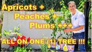 AtoZ GRAFTING TUTORIAL on ‘Approach Grafting’  Before amp Afters  Prunus amp Apple amp Fig [upl. by Stacy462]