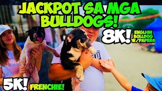 BAGSAK PRESYO ANG MGA BULLDOGS MURANG CORGI AT JRT MERON DIN SA GROTTO PET MARKET [upl. by Lek]