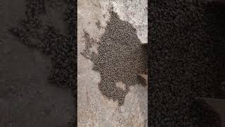 capturing a wild swarm of africanized honey bees [upl. by Iggy569]