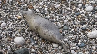 2023 Pupping Season  9 13 22 and 23 day old seal pups  19th October [upl. by Lasky]