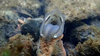 Plain Pocketbook Mussel displaying [upl. by Ykceb423]