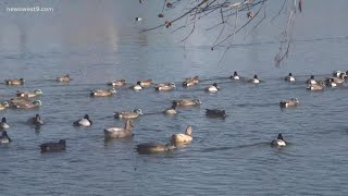 The ducks at WadleyBarron park are being rehomed [upl. by Pallas]