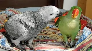 Alexandrine Parrot and African Grey Parrot [upl. by Thun]