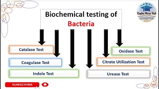 Six common Biochemical tests Bacterial Identification Technique microbiologylaboratorylecture [upl. by Bega]