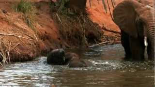 Baby Elephant in Africa A Life Story [upl. by Low]