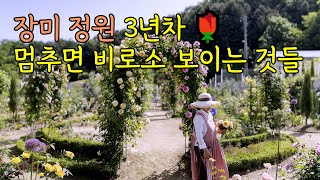 3년 가꾼 아름다운 장미 정원 멈추면 비로소 보이는 것들 4K 다양한 시점 촬영50분 배경음악 [upl. by Nyrak]