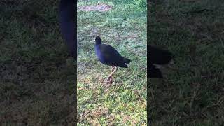 Australasian Swamphen [upl. by Einnor]