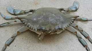 Adult soft shelled Blue crab and empty shell just molted and is soft now [upl. by Aldercy]