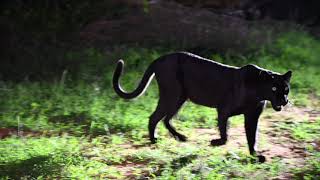 Melanistic black Leopard  Laikipia Kenya [upl. by Rouvin691]