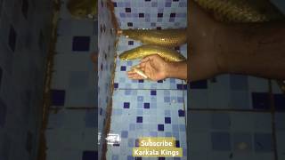 Feeding fish to large arapaima gigas fish India Karnataka aquarium fish 🐠fish fishvideo shorts [upl. by Connor]