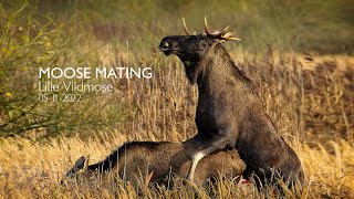 Moose Mating  Lille Vildmose [upl. by Onateag563]