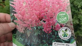 HOW TO GROW ASTILBE PART 2 [upl. by Lumbard]