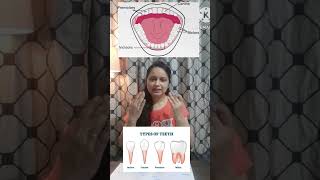 Types of teeth Incisors  canines premolar  molar shorts ytshorts [upl. by Maples100]