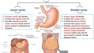 Anatomy of the Stomach  Dr Ahmed Farid [upl. by Yelnoc]