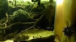 Allestimento acquario amazzonico con Hemigrammus bleheri e Corydoras julii [upl. by Dorry]