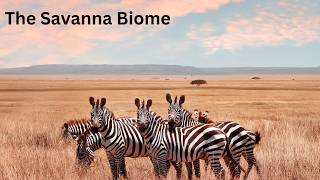 The Savanna Biome [upl. by Antonia]