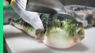 Eating Japans POISONOUS PufferFish ALMOST DIED Ambulance [upl. by Pippo446]