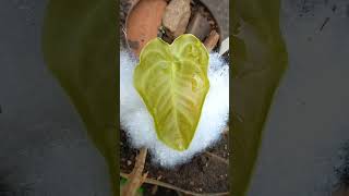 Anthurium veitchii X Anthurium forgetii  veitchii X forgetii  Anthurium hybrid garden [upl. by Alletneuq]