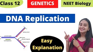 DNA Replication  Molecular Basis of Inheritance  Class 12 Genetics [upl. by Atrahc411]