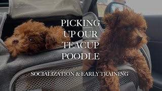 NEW PUPPY VLOG  TEACUP POODLE [upl. by Laroc]