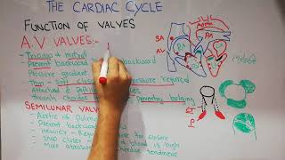 CVS physiology 8  Heart valves  Atrioventricular and semilunar valves  Tricuspid  Mitral [upl. by Roxie874]