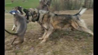 pitbull vs Illyrian Sheepdog  Pitbull vs Sarplaninac  pitbull vs qen sharri [upl. by Gough503]