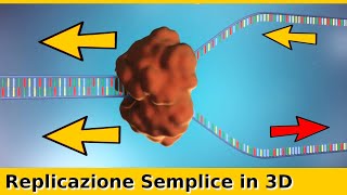 Replicazione del DNA la Duplicazione Resa Semplice [upl. by Tisman]